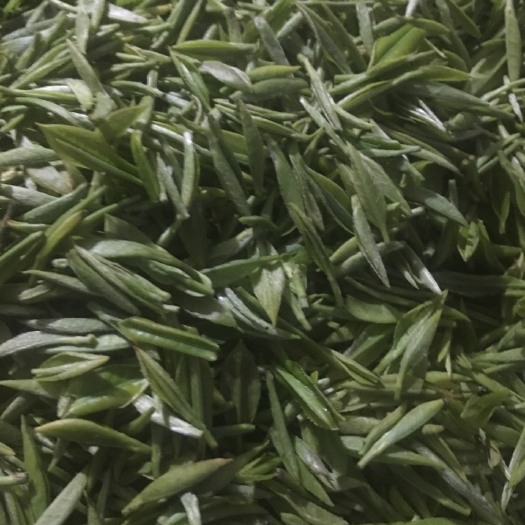荣县茶花茶 特级 散装 