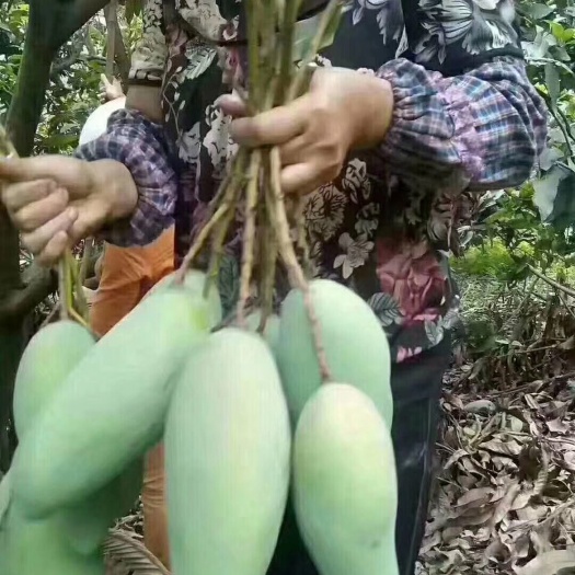 灵山县金煌芒果苗  ，结出的果也叫生吃芒，生吃清脆爽口