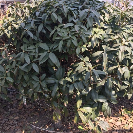 临沂桂花树