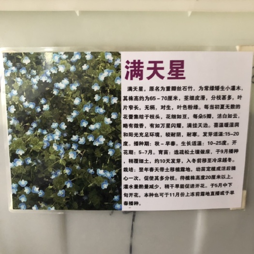 满天星种子
