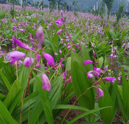 黄花白芨苗 