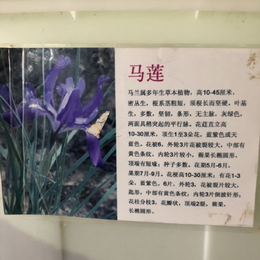 马兰花种子