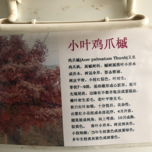 鸡爪槭种子