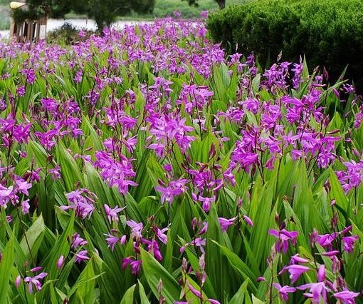 上海黄花白芨苗 