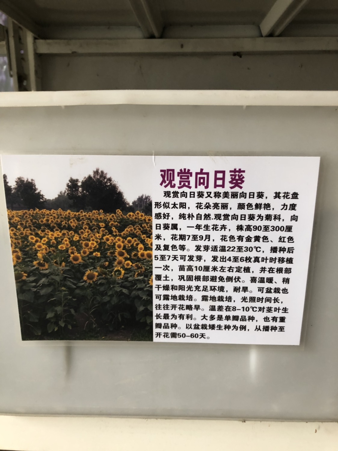 沭阳县向日葵种子 常规种（原种） ≥95%