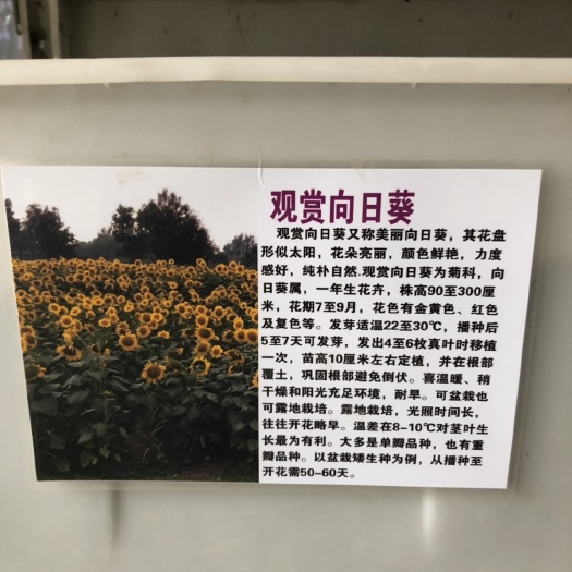 沭阳县向日葵种子 常规种（原种） ≥95%