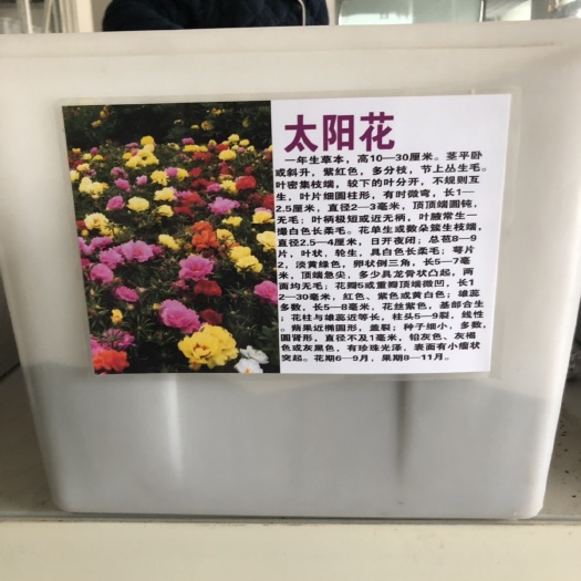 太阳花种子