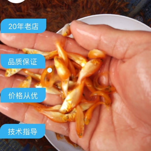 广州红鲤鱼 0.1公斤 人工养殖 