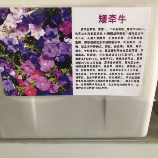 矮牵牛 种子