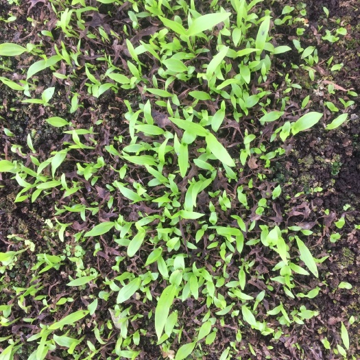 邻水县紫花白芨苗 