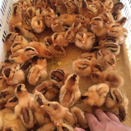 南宁灵山桂香土鸡苗