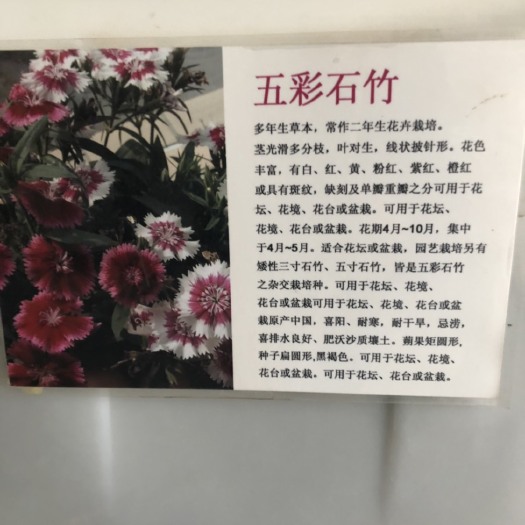 五彩石竹
