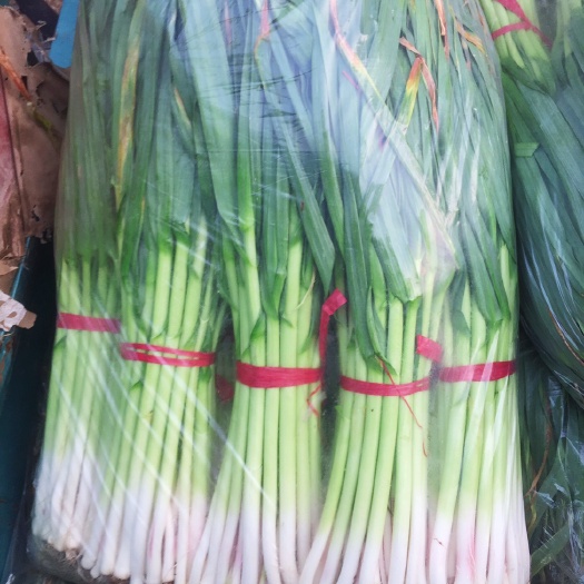 新泰市白根蒜苗 70 - 80cm 