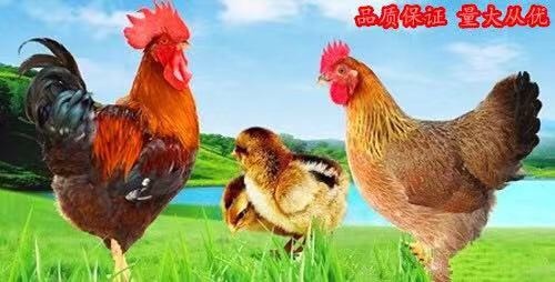 沭阳县麻鸡苗 