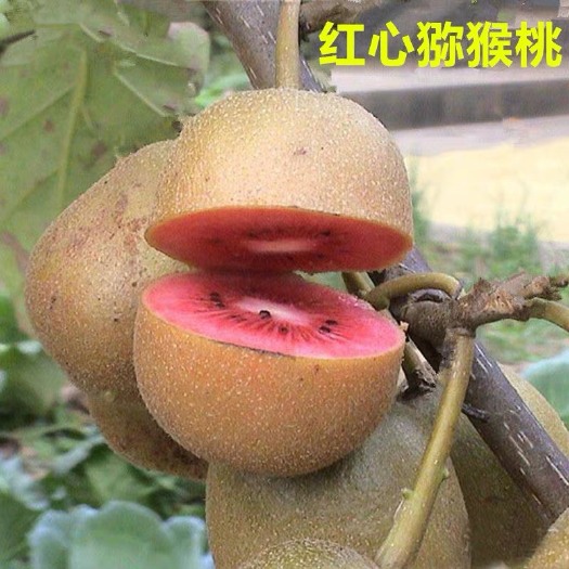 平邑县 红心猕猴桃苗树果苗南北方四季种植当年结果地栽盆栽嫁接猕猴桃树