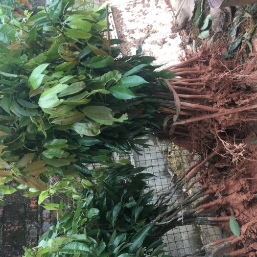 灵山县无核荔枝苗