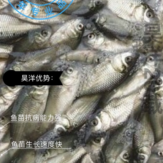 广州鲫鱼苗 