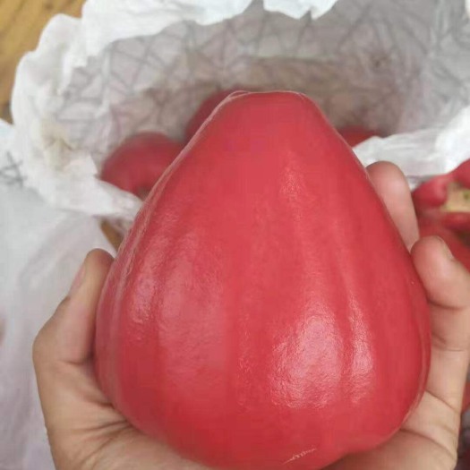 定安县大叶红莲雾 5-7cm 