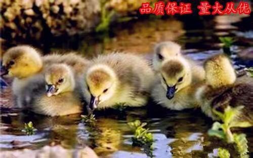 沭阳县麻鸭苗 