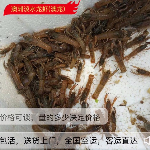 广州澳洲淡水小龙虾苗 