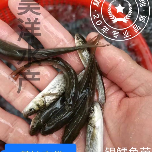 广州银鳕鱼苗 