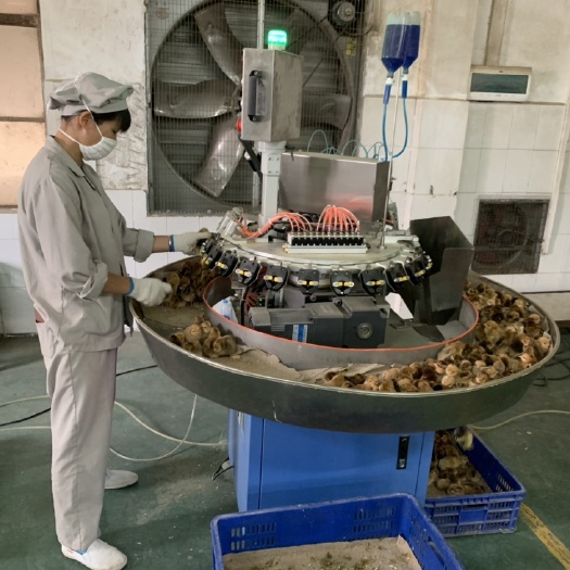 广州K9鸡苗 出壳鸡苗 1日龄 公苗 肉鸡苗
