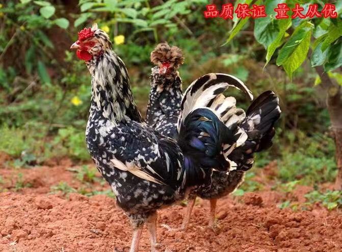 沭阳县芦花鸡苗 