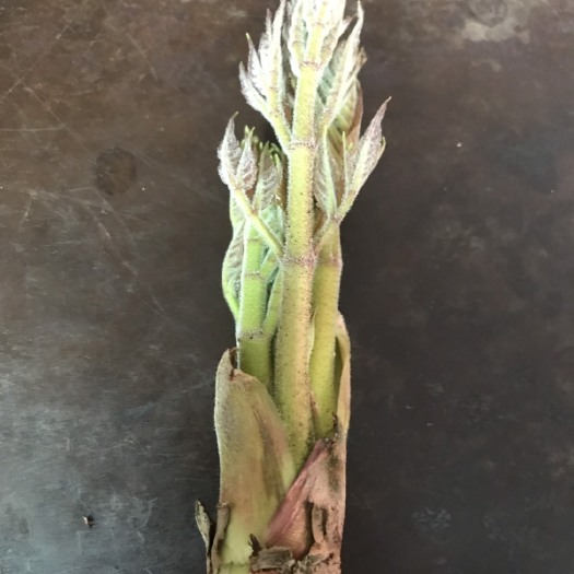 金沙县刺老芽 露天 箱装 鲜货 