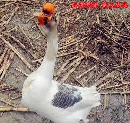 沭阳县大三花鹅苗 
