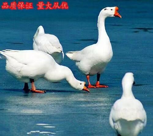沭阳县四季鹅苗 