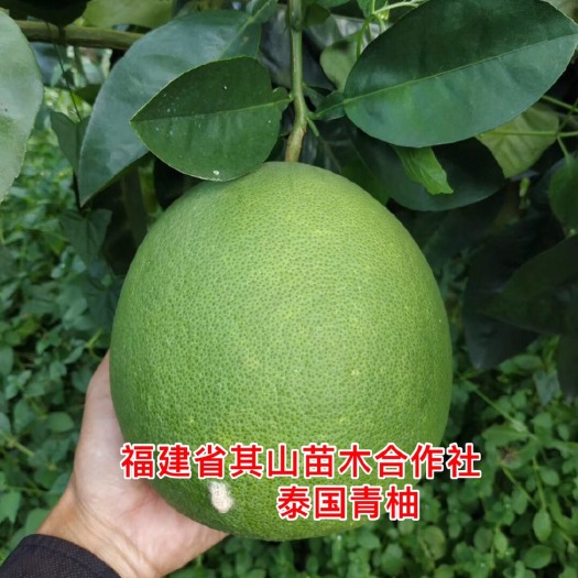 平和县泰国青柚苗 