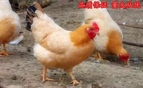 沭阳县三黄鸡苗 