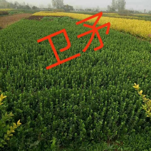 沭阳县卫矛苗  卫矛小苗 胶东卫矛卫矛 胶东四季常青绿化苗木盆栽苗