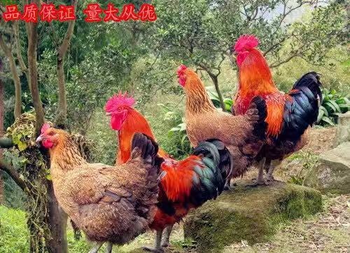 沭阳县土鸡苗 