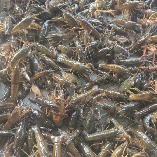 连云港小龙虾苗 