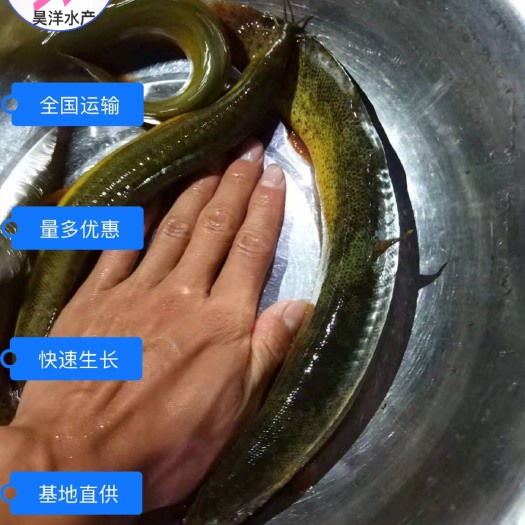 广州泥鳅苗 