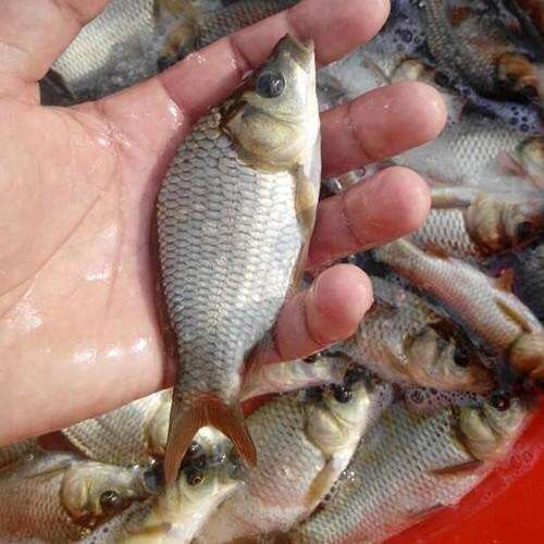 六盘水草鱼苗 