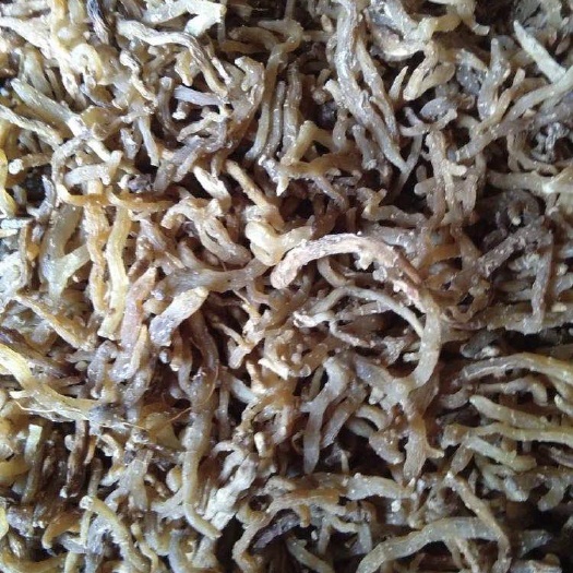 昭通西玉竹