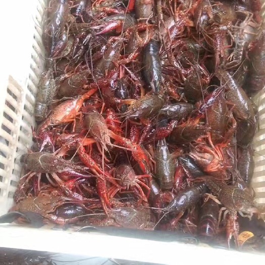 连云港小龙虾苗 