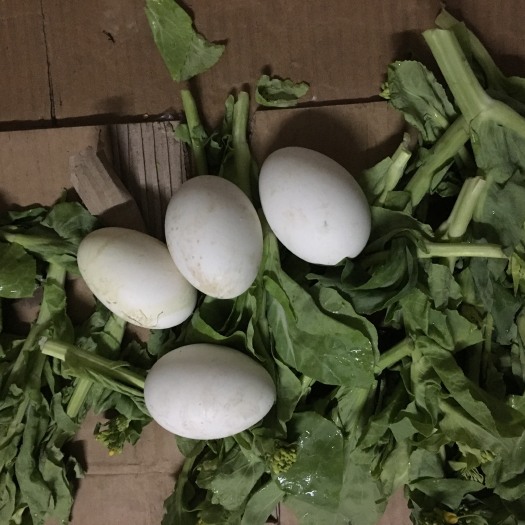 武汉土鹅蛋 散装 食用 