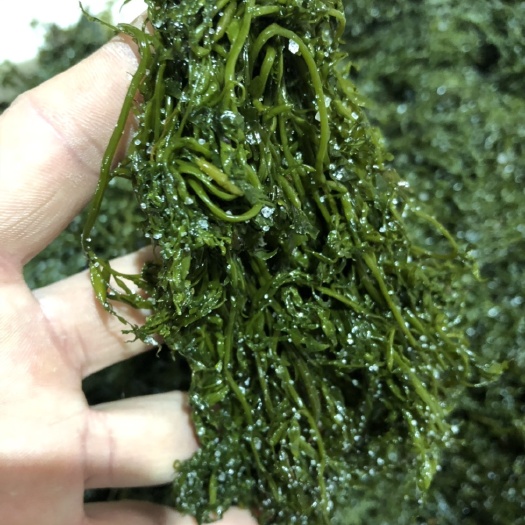 荣成市马尾藻 