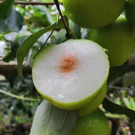 平邑县青枣苗 大青枣果树苗蜜枣王嫁接苗南方种植庭院果园盆栽地栽当年结果