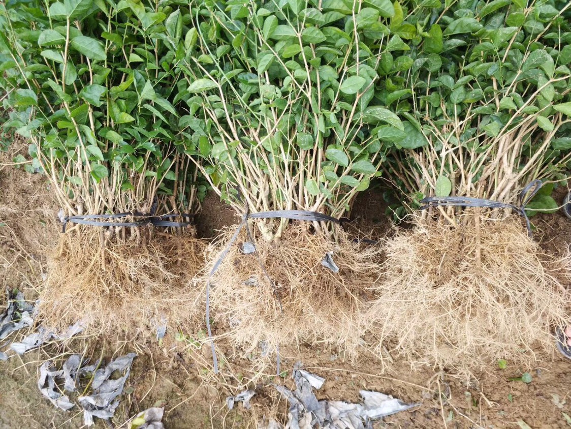 双瓣茉莉 1，2，3年苗