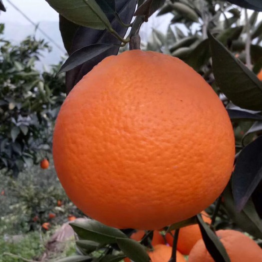 秭归县伦晚脐橙 60 - 65mm 4-8两 