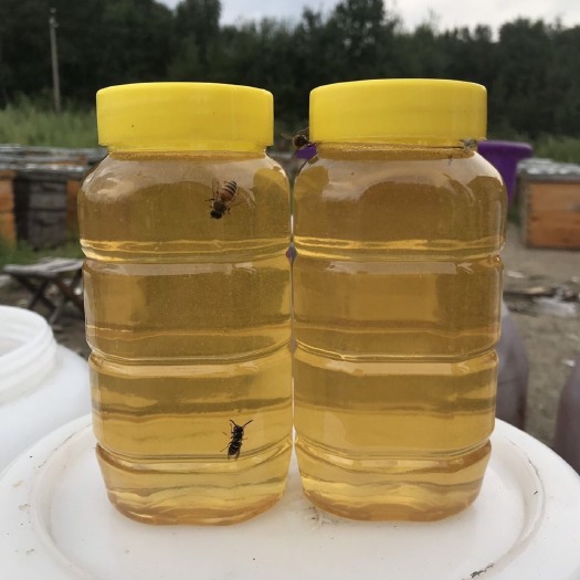 凤阳县洋槐蜂蜜 塑料瓶装 2年以上   槐花蜜 