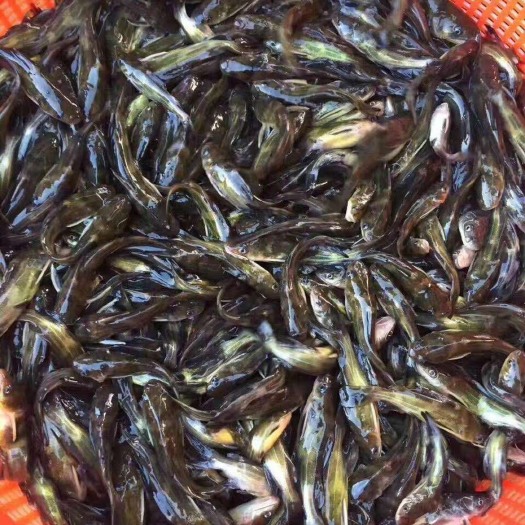 广州黄颡鱼苗