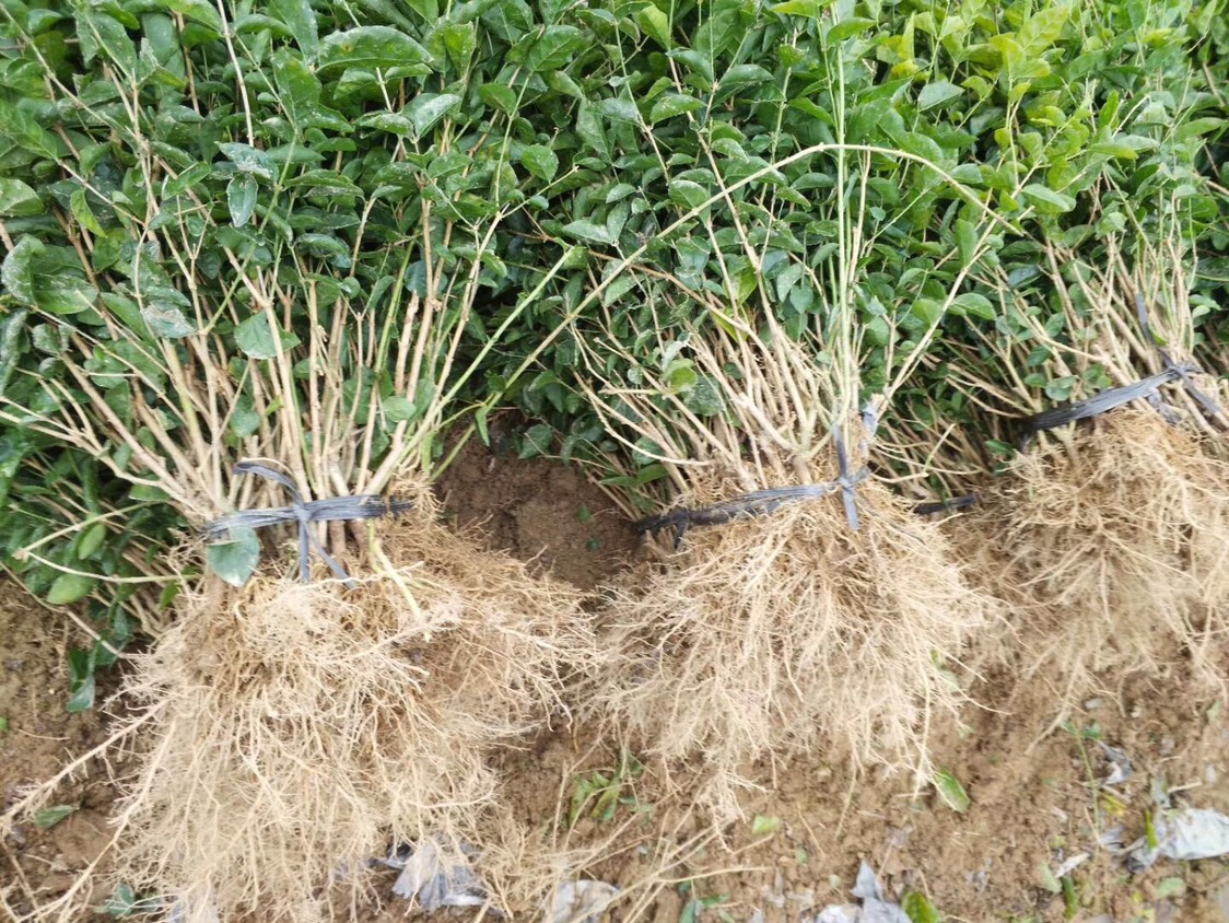 双瓣茉莉 1，2，3年苗