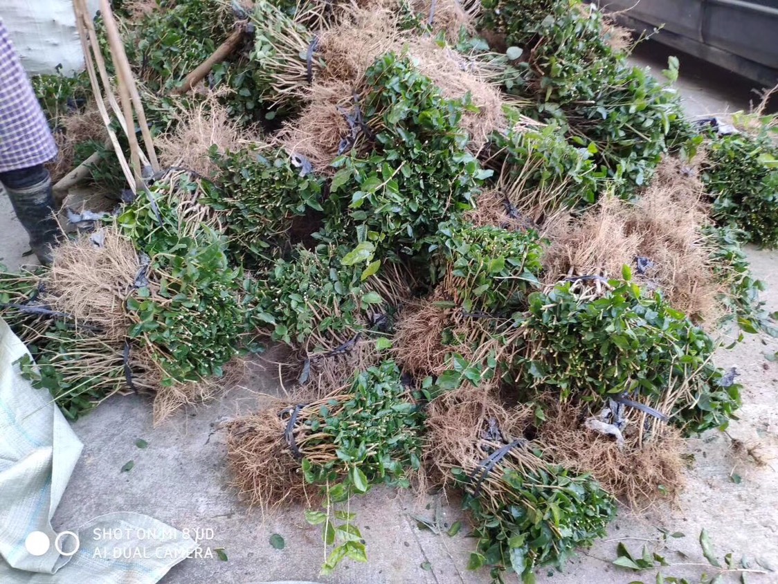 双瓣茉莉 1，2，3年苗