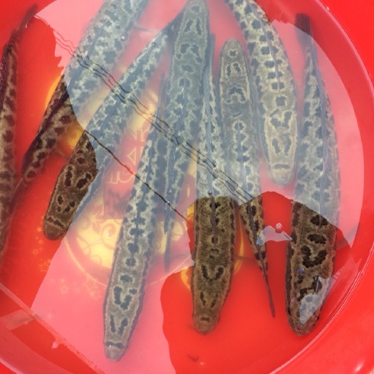 博罗县黑鱼苗 
