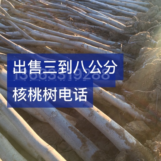 高阳县薄皮核桃苗 